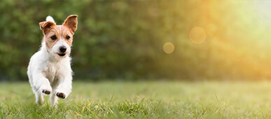 Hunde