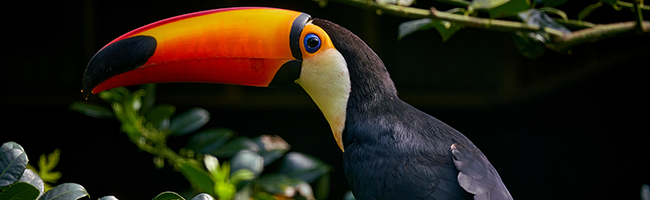 Weltvogelpark Walsrode